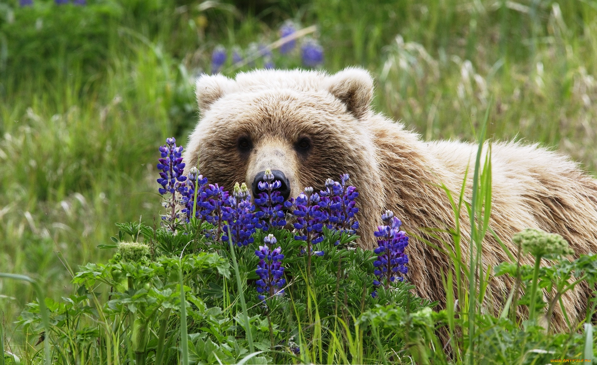 Медведь с цветочком